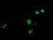 Jun Proto-Oncogene, AP-1 Transcription Factor Subunit antibody, NBP2-02258, Novus Biologicals, Immunocytochemistry image 