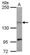 Kinesin Family Member 1C antibody, NBP2-17051, Novus Biologicals, Western Blot image 