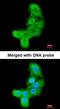 LIM Domain Kinase 2 antibody, orb74157, Biorbyt, Immunofluorescence image 