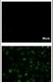 Dengue Virus Capsid antibody, PA5-34689, Invitrogen Antibodies, Immunofluorescence image 