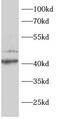 AKT1 Substrate 1 antibody, FNab10352, FineTest, Western Blot image 