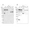 Serine/threonine-protein phosphatase 4 regulatory subunit 1 antibody, NBP1-87242, Novus Biologicals, Western Blot image 