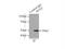 NUF2 Component Of NDC80 Kinetochore Complex antibody, 15731-1-AP, Proteintech Group, Immunoprecipitation image 