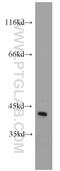 Galactokinase 1 antibody, 15284-1-AP, Proteintech Group, Western Blot image 