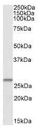 Coiled-Coil-Helix-Coiled-Coil-Helix Domain Containing 3 antibody, AP23720PU-N, Origene, Western Blot image 