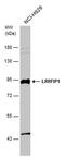 LRR Binding FLII Interacting Protein 1 antibody, PA5-78282, Invitrogen Antibodies, Western Blot image 