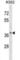 Single-Strand-Selective Monofunctional Uracil-DNA Glycosylase 1 antibody, abx029517, Abbexa, Western Blot image 