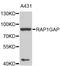 Rap1 GTPase-activating protein 1 antibody, STJ25298, St John