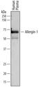 Mast cell antigen 32 antibody, PA5-47920, Invitrogen Antibodies, Western Blot image 