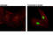 Histone H3 antibody, 9677L, Cell Signaling Technology, Immunofluorescence image 