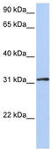 DRG1 antibody, TA346584, Origene, Western Blot image 