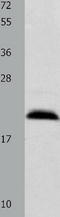Fibroblast Growth Factor 12 antibody, TA322794, Origene, Western Blot image 