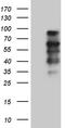 RNA polymerase II elongation factor ELL antibody, CF810830, Origene, Western Blot image 