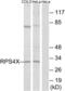 Ribosomal Protein S4 X-Linked antibody, LS-B9685, Lifespan Biosciences, Western Blot image 