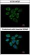 Ribosomal Protein L7a antibody, GTX114727, GeneTex, Immunofluorescence image 