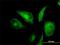 Iron-sulfur cluster assembly enzyme ISCU, mitochondrial antibody, H00023479-M01, Novus Biologicals, Immunofluorescence image 