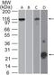 NLR Family Pyrin Domain Containing 3 antibody, MA5-16274, Invitrogen Antibodies, Western Blot image 