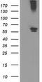 Cytochrome P450 Family 2 Subfamily J Member 2 antibody, CF503635, Origene, Western Blot image 