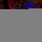 DnaJ Heat Shock Protein Family (Hsp40) Member C18 antibody, HPA036538, Atlas Antibodies, Immunofluorescence image 