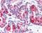 Wnt Family Member 5B antibody, NB100-90598, Novus Biologicals, Immunohistochemistry paraffin image 