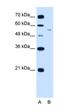 LOC728227 antibody, orb325245, Biorbyt, Western Blot image 
