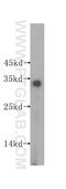 DHEA-ST antibody, 16348-1-AP, Proteintech Group, Western Blot image 