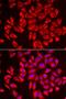 DDB1- and CUL4-associated factor 7 antibody, LS-C334947, Lifespan Biosciences, Immunofluorescence image 