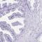 CD164 Molecule Like 2 antibody, PA5-64078, Invitrogen Antibodies, Immunohistochemistry paraffin image 