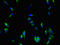Coenzyme A Synthase antibody, orb46335, Biorbyt, Immunofluorescence image 