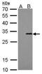 Streptavidin antibody, MA5-17283, Invitrogen Antibodies, Western Blot image 