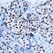 Estrogen Receptor 1 antibody, MA1-39540, Invitrogen Antibodies, Immunohistochemistry frozen image 