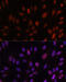 Homeobox B1 antibody, 22-357, ProSci, Immunofluorescence image 