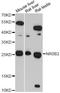 Nuclear Receptor Subfamily 0 Group B Member 2 antibody, A1836, ABclonal Technology, Western Blot image 