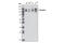 Nicastrin antibody, 5665T, Cell Signaling Technology, Western Blot image 