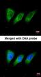 Protein Kinase N2 antibody, orb73721, Biorbyt, Immunofluorescence image 