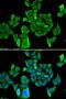 CARP-1 antibody, LS-C748636, Lifespan Biosciences, Immunofluorescence image 