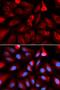 FKBP Prolyl Isomerase 4 antibody, LS-C334186, Lifespan Biosciences, Immunofluorescence image 
