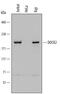 Dedicator Of Cytokinesis 2 antibody, PA5-48075, Invitrogen Antibodies, Western Blot image 
