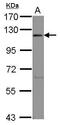 Eukaryotic Translation Initiation Factor 3 Subunit C antibody, PA5-27527, Invitrogen Antibodies, Western Blot image 
