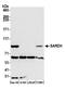 Sarcosine dehydrogenase, mitochondrial antibody, A305-856A-M, Bethyl Labs, Western Blot image 