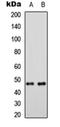 Mitochondrial Ribosomal Protein S5 antibody, orb256694, Biorbyt, Western Blot image 