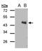 Aspartate Rich 1 antibody, NBP2-15646, Novus Biologicals, Western Blot image 