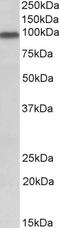 DCC-interacting protein 13-alpha antibody, AP32796PU-N, Origene, Western Blot image 