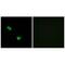 Chondroitin Polymerizing Factor antibody, A08402, Boster Biological Technology, Immunofluorescence image 