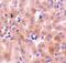 BCL2 Related Protein A1 antibody, NBP1-76715, Novus Biologicals, Immunohistochemistry paraffin image 