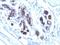SED1 antibody, M02518, Boster Biological Technology, Immunohistochemistry paraffin image 