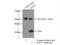 REC1 antibody, 11726-2-AP, Proteintech Group, Immunoprecipitation image 