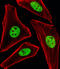Sp1 Transcription Factor antibody, M00110-1, Boster Biological Technology, Immunofluorescence image 