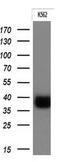 Fc Fragment Of IgG Receptor IIa antibody, GTX84509, GeneTex, Western Blot image 