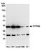 Phosphatidylinositol Transfer Protein Beta antibody, A305-591A-M, Bethyl Labs, Western Blot image 